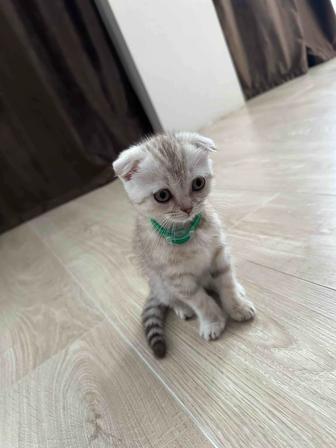 Швейцарская вислоухая кошка