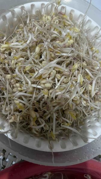 Проросшие бобы маш