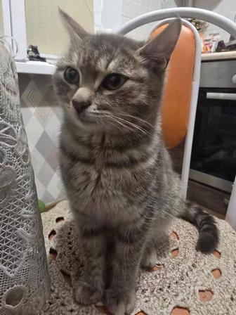 Отдам котенка