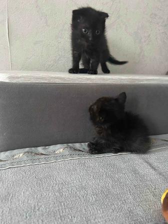 Отдам в хорошие руки котят бесплатно