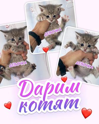 Дарим котят