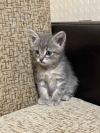 Дарим котят