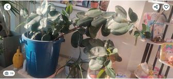 Большой цветок в офис