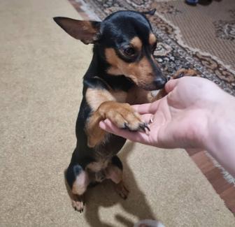 Найден кобель