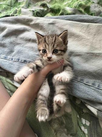 Продаю котят