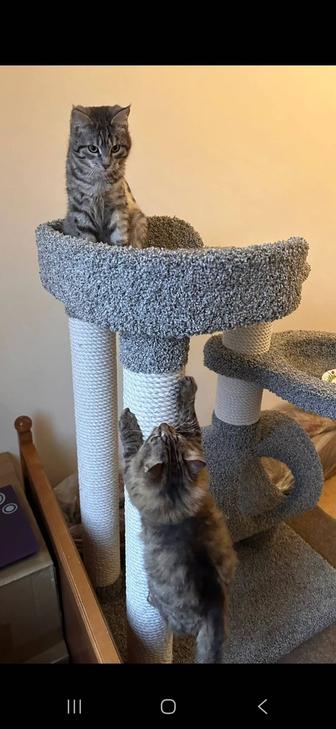 Котики 5 месяцев