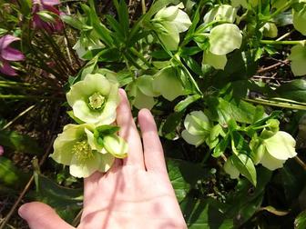 Морозник зелёный в горшках