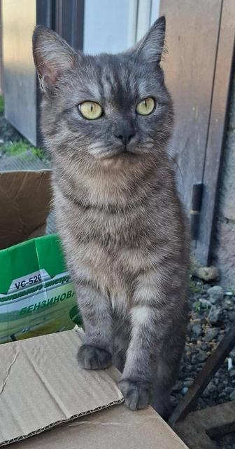 Отдам кошечку в добрые руки