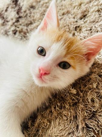 Отдам котенка