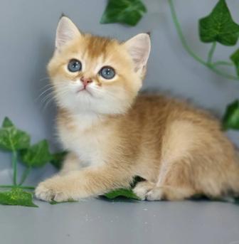 Котята шиншиллы