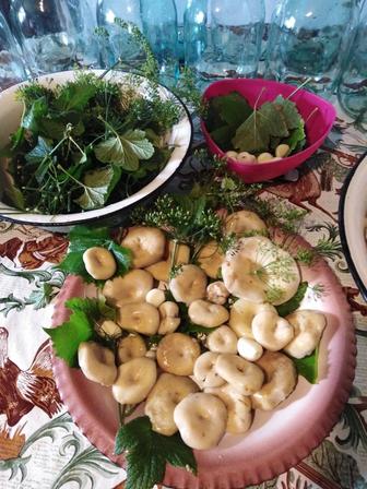 Грибы грузди