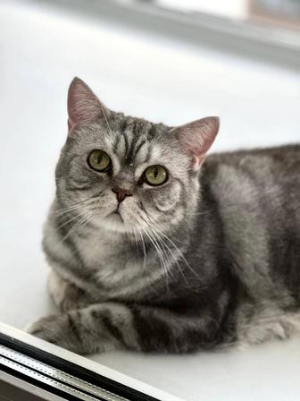 Кошечка британка
