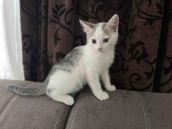 Отдам котенка девочка