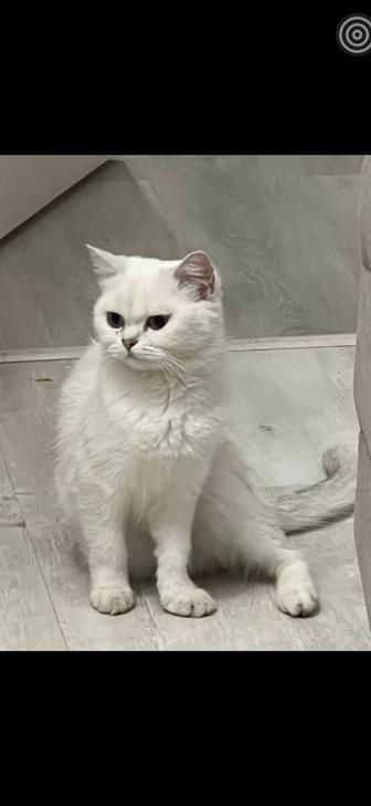 В добрые руки кошечка британка