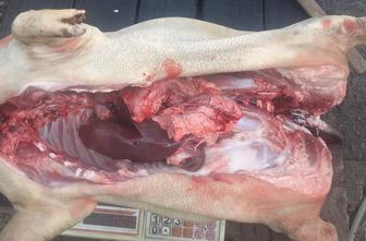 Мясо вьетнамских поросят