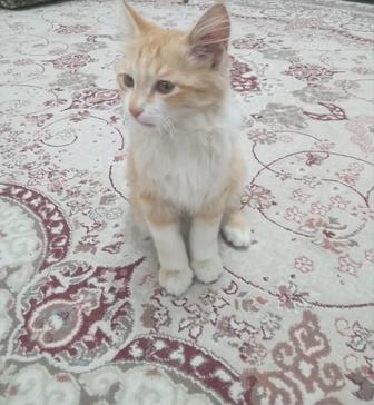 Отдам котенка