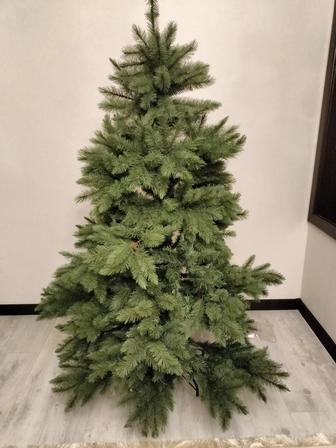 Голубая ель