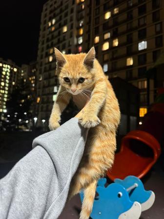 Отдам котят взрослых в добрые руки