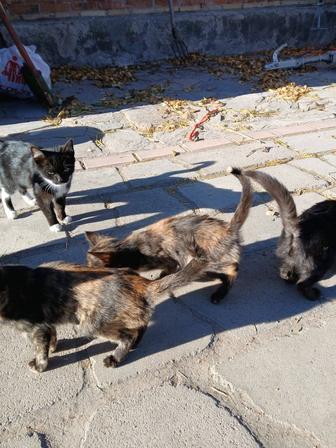 Котики в добрые руки