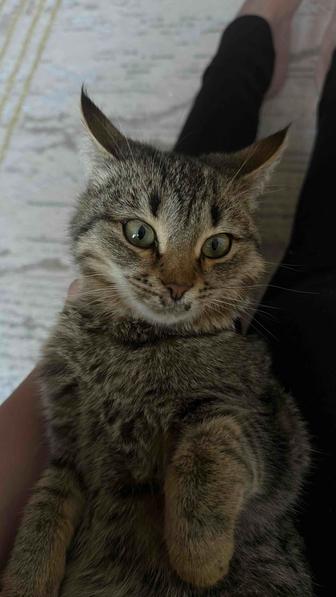 Отдам котенка