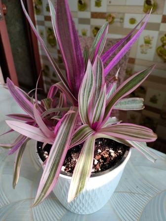 Рео пестролистная или традесканция покрывальчатая