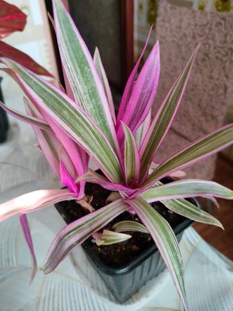 Рео пестролистная или традесканция покрывальчатая