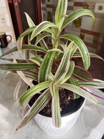 Рео пестролистная или традесканция покрывальчатая