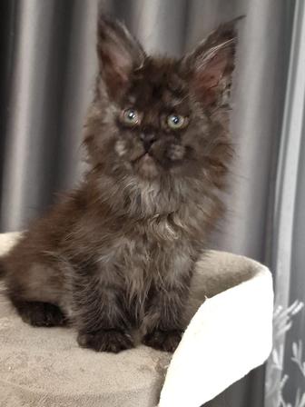 Мейн- Кун черный дым ! Шикарный !