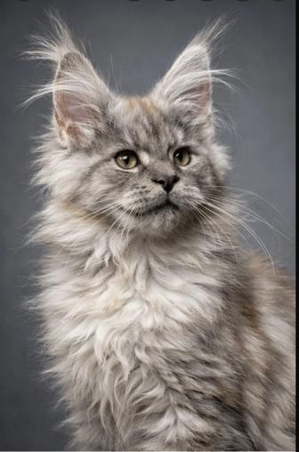 Мейн- Кун серебристый дым ! Шикарный !