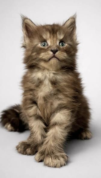 Мейн- Кун Полидакт . Черный дым