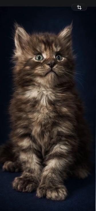 Мейн- Кун Полидакт . Черный дым