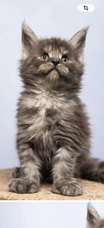 Мейн- Кун Полидакт . Дым