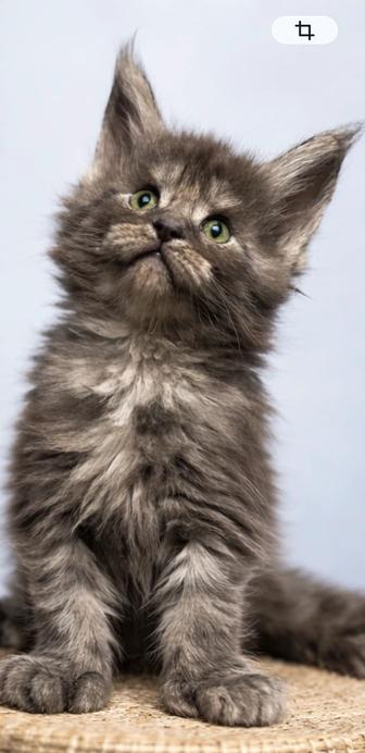 Мейн- Кун Полидакт . Дым