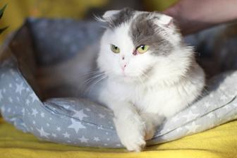 Отдам в добрые руки кота