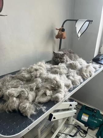 Экспресс линька для кошек