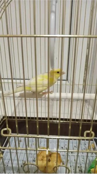 Канарейка самка несется