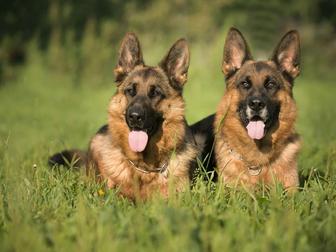 Немецкая овчарка