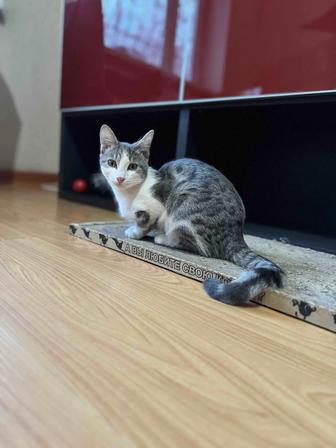 Котенок