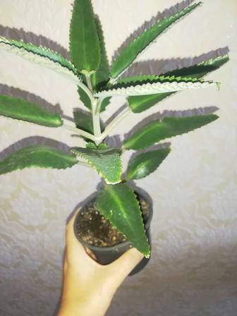 Каланхоэ комнатное растение