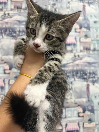 Котенок в новый дом