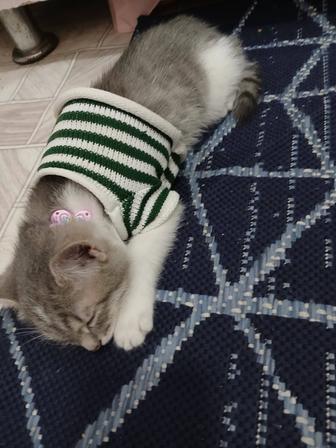 Животные кошка