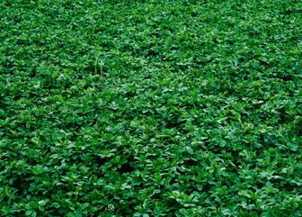 Семена Люцерны Донышка тукым