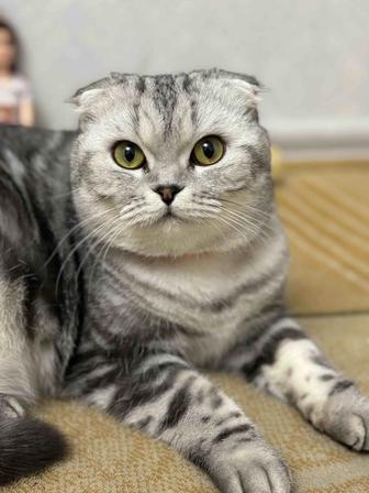 Отдам кошку в добрые руки