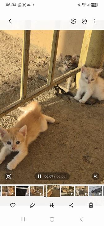 Котята в добрые ручки.