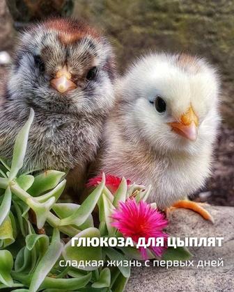 Продам цыплят разных пород.