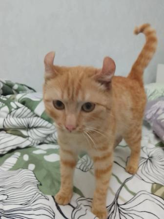 Котенок мальчик