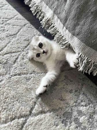 Шотландский вислоухий котенок