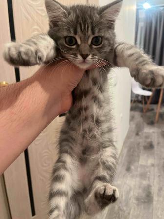 Отдам котенка в добрые руки