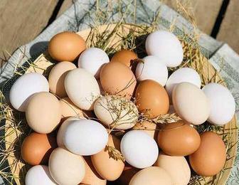Яйцо куриное домашнее