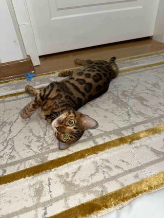 Бенгальская кошка